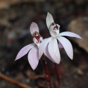 Caladenia fuscata at Boolijah, NSW - 16 Aug 2023