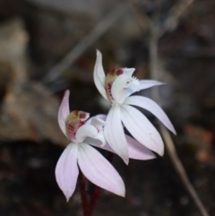 Caladenia fuscata at Boolijah, NSW - suppressed