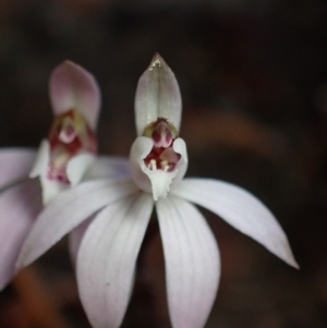 Caladenia fuscata at Boolijah, NSW - 16 Aug 2023