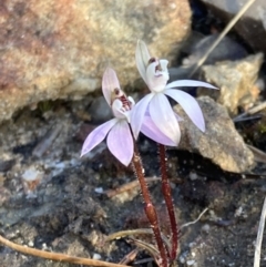 Caladenia fuscata at Boolijah, NSW - 16 Aug 2023