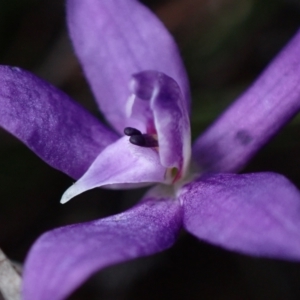 Glossodia minor at Boolijah, NSW - 16 Aug 2023