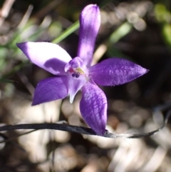 Glossodia minor at Boolijah, NSW - 16 Aug 2023