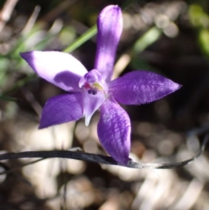 Glossodia minor at Boolijah, NSW - 16 Aug 2023