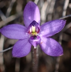 Glossodia minor (Small Wax-lip Orchid) at Boolijah, NSW - 16 Aug 2023 by AnneG1