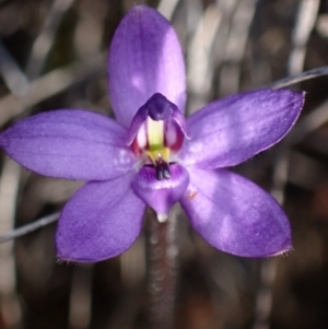 Glossodia minor at Boolijah, NSW - suppressed