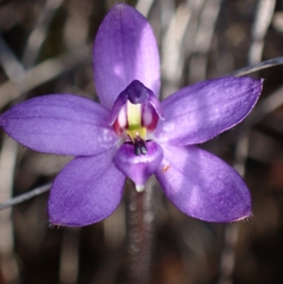 Glossodia minor (Small Wax-lip Orchid) at Boolijah, NSW - 16 Aug 2023 by AnneG1