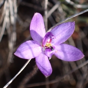 Glossodia minor at Boolijah, NSW - 16 Aug 2023