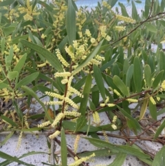 Acacia longifolia subsp. sophorae (Coast Wattle) at Hyams Beach, NSW - 18 Aug 2023 by AnneG1