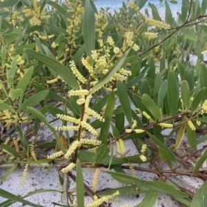 Acacia longifolia subsp. sophorae at Hyams Beach, NSW - 18 Aug 2023