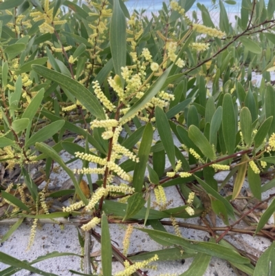 Acacia longifolia subsp. sophorae (Coast Wattle) at Hyams Beach, NSW - 18 Aug 2023 by AnneG1