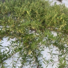 Acacia longifolia subsp. sophorae at Hyams Beach, NSW - 18 Aug 2023