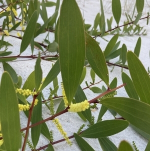 Acacia longifolia subsp. sophorae at Hyams Beach, NSW - 18 Aug 2023