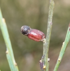 Exocarpos strictus (Dwarf Cherry) at Nadgigomar Nature Reserve - 7 Jun 2023 by RobG1