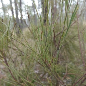 Exocarpos strictus at Lower Borough, NSW - 7 Jun 2023