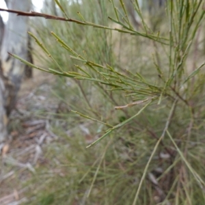 Exocarpos strictus at Lower Borough, NSW - 7 Jun 2023