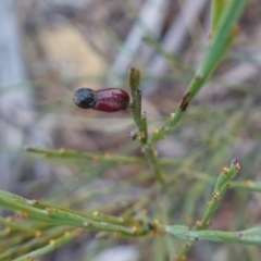 Exocarpos strictus at Lower Borough, NSW - 7 Jun 2023