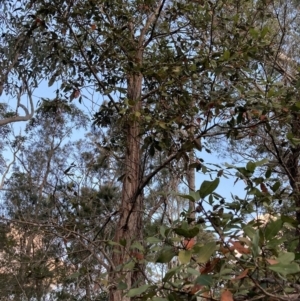 Syncarpia glomulifera subsp. glomulifera at Vincentia, NSW - 23 Jul 2023