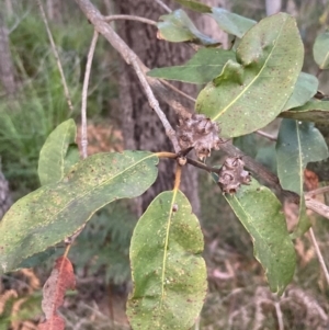 Syncarpia glomulifera subsp. glomulifera at Vincentia, NSW - 23 Jul 2023