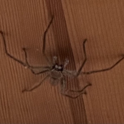 Sparassidae (family) (A Huntsman Spider) at Kangaroo Valley, NSW - 22 Aug 2023 by lbradley