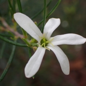 Ricinocarpos pinifolius at Hyams Beach, NSW - 28 Jul 2023