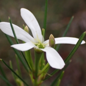 Ricinocarpos pinifolius at Hyams Beach, NSW - 28 Jul 2023