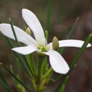 Ricinocarpos pinifolius at Hyams Beach, NSW - 28 Jul 2023 12:36 PM