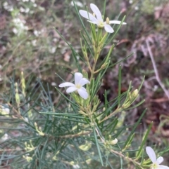 Ricinocarpos pinifolius at Hyams Beach, NSW - 28 Jul 2023