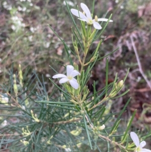 Ricinocarpos pinifolius at Hyams Beach, NSW - 28 Jul 2023