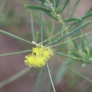 Acacia boormanii at Mongarlowe, NSW - 22 Aug 2023