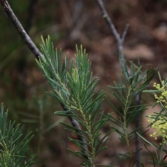 Acacia boormanii at Mongarlowe, NSW - suppressed