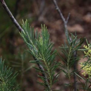 Acacia boormanii at Mongarlowe, NSW - 22 Aug 2023