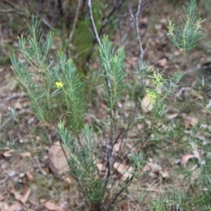 Acacia boormanii at Mongarlowe, NSW - suppressed