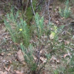 Acacia boormanii at Mongarlowe, NSW - 22 Aug 2023