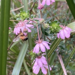 Bauera rubioides at Hyams Beach, NSW - 28 Jul 2023