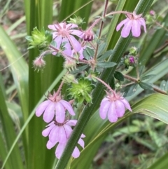 Bauera rubioides at Hyams Beach, NSW - 28 Jul 2023