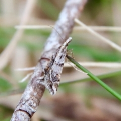 Scoparia ithyntis (A Crambid moth) at Mongarlowe, NSW - 22 Aug 2023 by LisaH