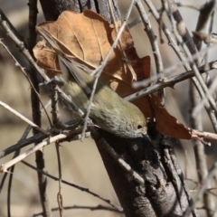Acanthiza pusilla (Brown Thornbill) at Pine Island to Point Hut - 22 Aug 2023 by RodDeb
