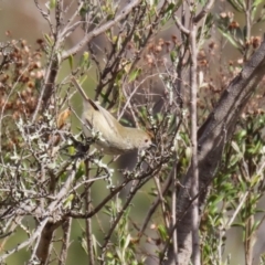 Acanthiza pusilla at Greenway, ACT - 22 Aug 2023