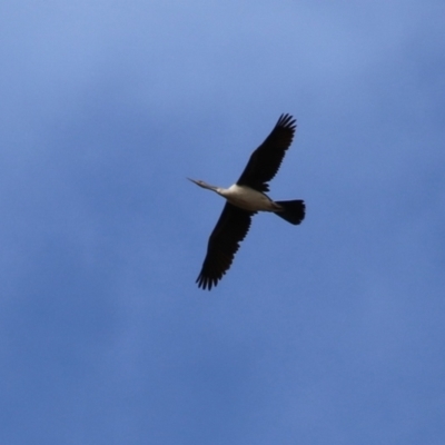 Anhinga novaehollandiae (Australasian Darter) at Pine Island to Point Hut - 22 Aug 2023 by RodDeb