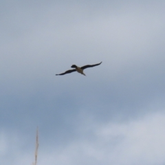 Anhinga novaehollandiae at Greenway, ACT - 22 Aug 2023