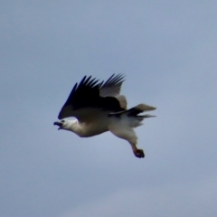 Haliaeetus leucogaster (White-bellied Sea-Eagle) at Batemans Marine Park - 22 Aug 2023 by LisaH
