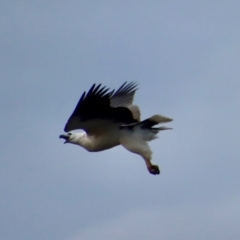 Haliaeetus leucogaster (White-bellied Sea-Eagle) at Guerilla Bay, NSW - 22 Aug 2023 by LisaH