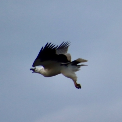 Haliaeetus leucogaster (White-bellied Sea-Eagle) at Guerilla Bay, NSW - 22 Aug 2023 by LisaH