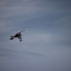 Haliaeetus leucogaster at Guerilla Bay, NSW - 22 Aug 2023 05:59 PM