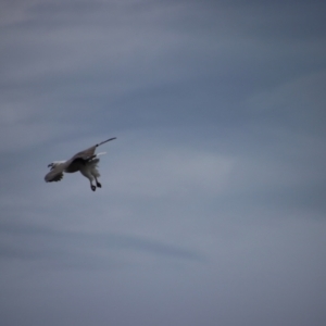 Haliaeetus leucogaster at Guerilla Bay, NSW - 22 Aug 2023 05:59 PM