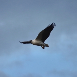 Haliaeetus leucogaster at Guerilla Bay, NSW - 22 Aug 2023 05:59 PM