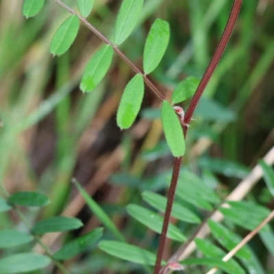 Vicia sp. (A Vetch) at Wodonga - 20 Aug 2023 by KylieWaldon