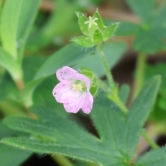 Geranium solanderi var. solanderi (Native Geranium) at Wodonga - 19 Aug 2023 by KylieWaldon