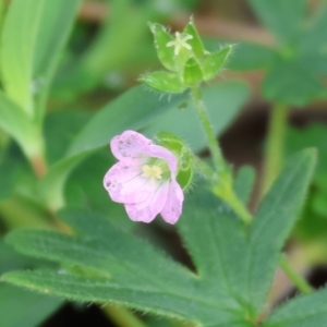 Geranium solanderi var. solanderi at West Wodonga, VIC - 20 Aug 2023