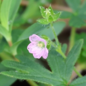 Geranium solanderi var. solanderi at West Wodonga, VIC - 20 Aug 2023 09:59 AM